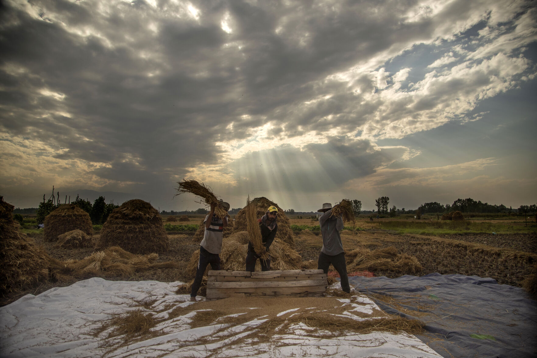 APTOPIX India Kashmir Agriculture